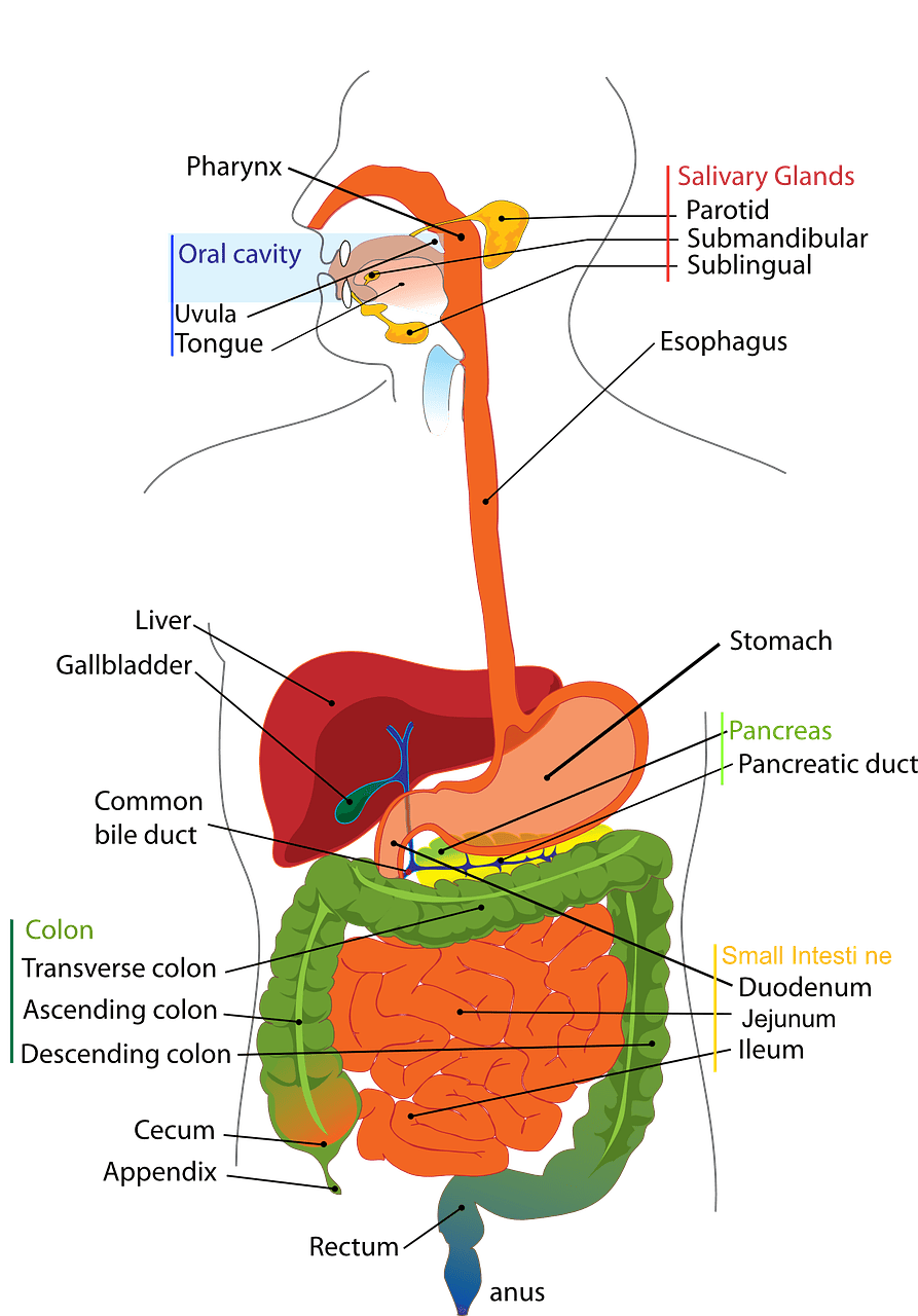 digestive, system, human