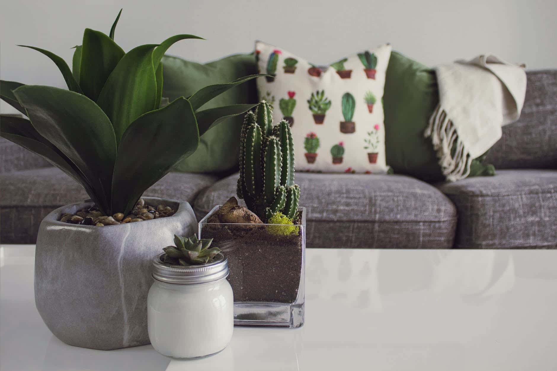 photo of plants on the table, living room setup