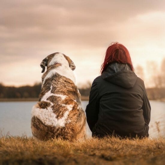 friends, dog, pet