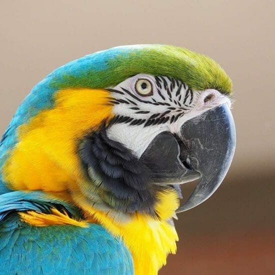 macaw, blue, yellow