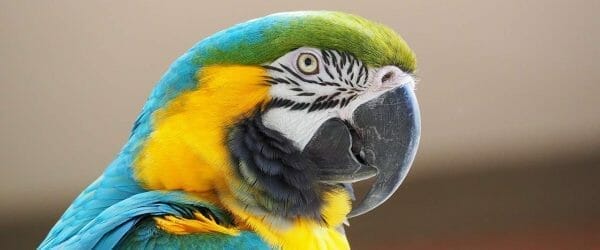 macaw, blue, yellow