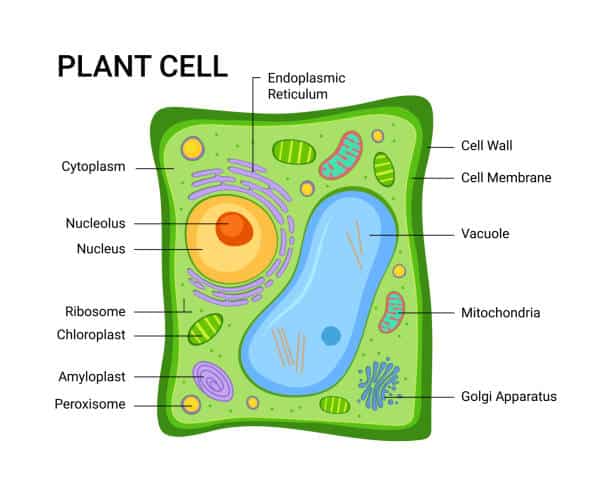 Vector illustration of the Plant cell anatomy structure. Infographic with nucleus, mitochondria, endoplasmic reticulum, golgi apparatus, cytoplasm, wall membrane