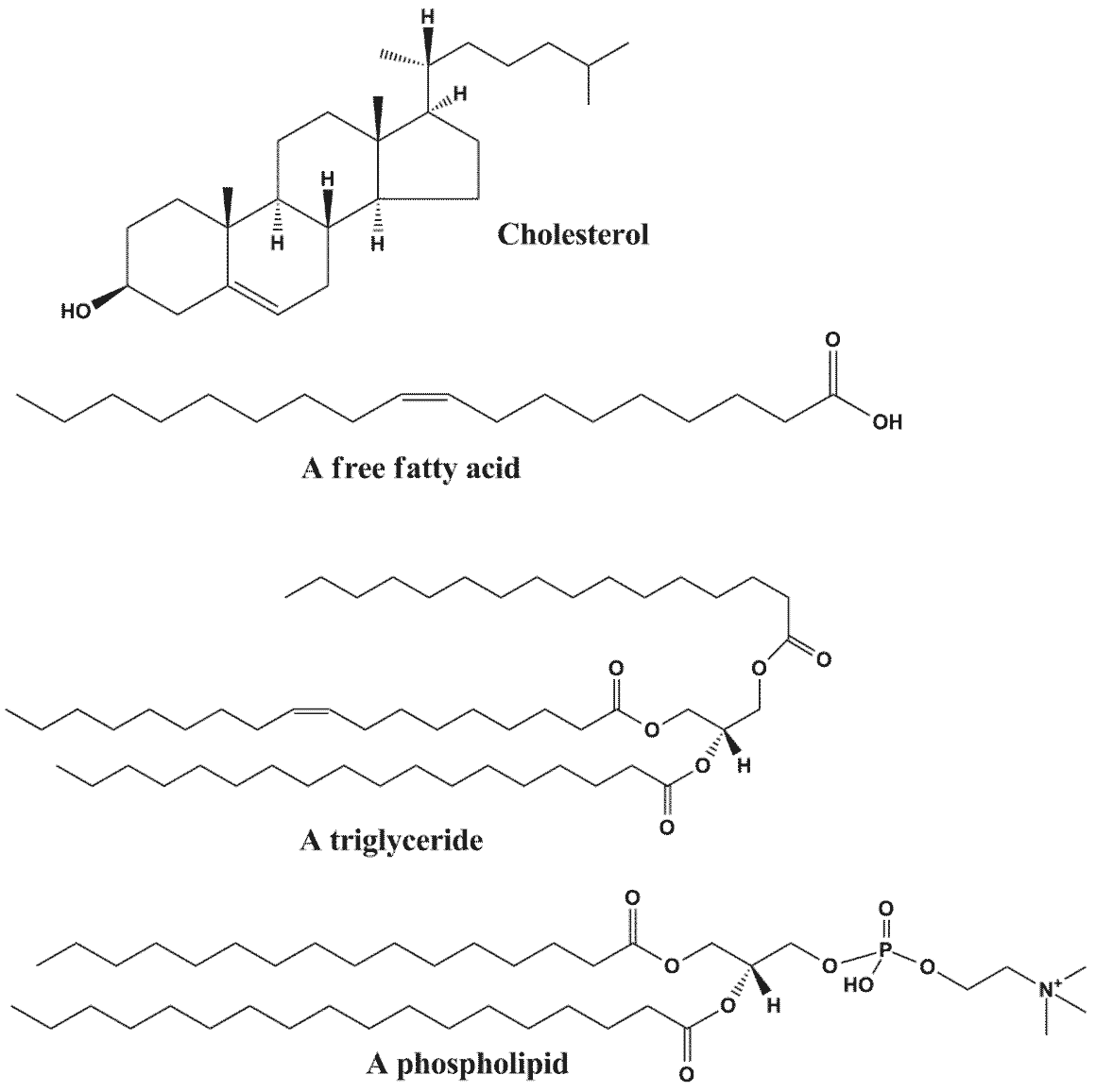 lipids