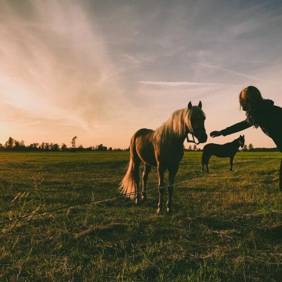 photo of person near horse