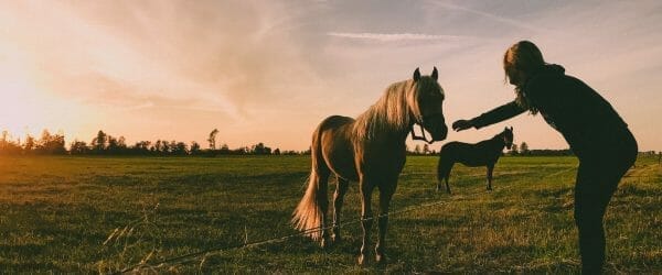 photo of person near horse