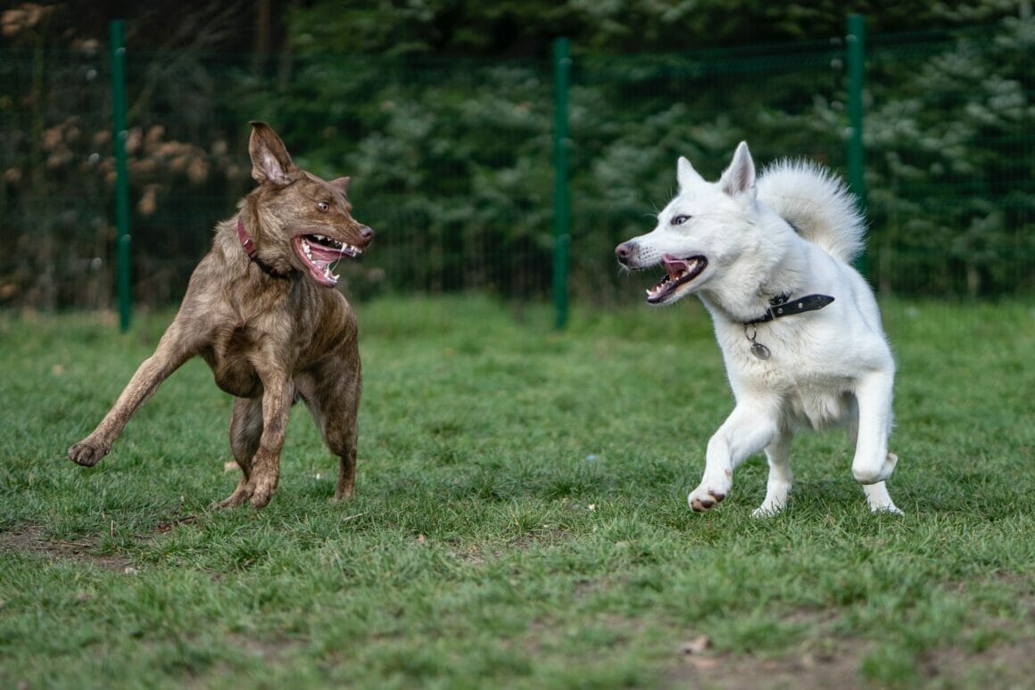 A photo of two dogs quarelling.